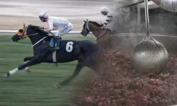 Şampiyon yarış atının eti, aşevindeki kavurmadan çıktı!