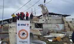 AFAD'dan hayvanların korunmasına yönelik uluslararası proje!