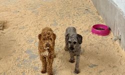 Yasa dışı köpek üretimine 2 milyon 144 bin lira ceza!