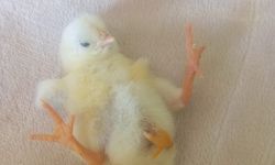 Diyarbakır'da 4 ayaklı civciv şaşırttı