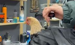 Sosyal medya akımı için tavuk tıraş etti!