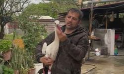 Göç yolundaki leylekleri av tüfeğiyle vurdular!