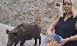 Safiye Soyman domuzu elleriyle besledi!