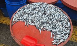 Hamsinin kilosu 200 lira