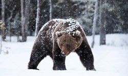 Akılalmaz olay: Ayılar pencereden evin ikinci katına girdi!