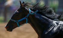 Belediyenin aşevinde dağıtılan kavurmadan yarış atı çıktı!