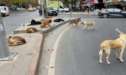 İstanbul Valiliğinden belediyelere yazı: Hızlı toplayın!