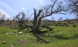 Gülistan'ın ilk mezarı olduğu iddia edilmişti, o alan görüntülendi