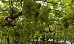 Üzümün kilosu 600 TL