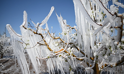 Ankara Valiliği zirai don uyarısı yaptı!