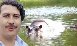 Escobar'ın su aygırları itlaf edilecek!