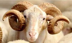 TSK Mehmetçik Vakfı kurban bağışı kabulüne başladı!