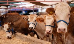 Kurban bağışında sahte derneklere dikkat!