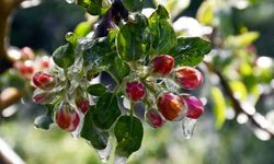 Ankara için zirai don uyarısı!