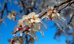 Ankara Valiliği’nden zirai don uyarısı