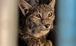 Erzurum'da tedavi altına alındı