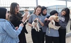 'Hayvan kasabası'nda bu yıl 150 köpek sahiplendirildi!
