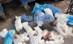İzmir’deki ’33 ölü kedi’ vahşetinde yeni gelişme