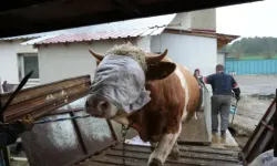 Kurban eti paylaşımı nasıl yapılmalı? Kurban kuralları ve saklama yöntemleri neler?