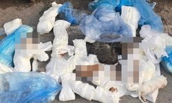 İzmir'de 33 kedi ölü bulundu!