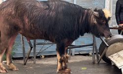 Sahibinin elinden kaçan manda yaşlı adamı yere savurdu
