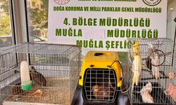 13 yabani kuş kaçak depodan kurtarıldı