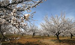 Malatya’da 9 milyon kayısı ağacı görsel şölen oluşturuyor