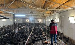 Menşei belirsiz binlerce tavuğa el konuldu