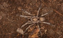 Aydın’da bulunan tarantula türü tescillendi