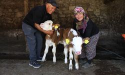 Amasya’da doğan buzağılara ‘Yıldız’ ve ‘Tilbe’ adı verildi