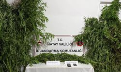 Jandarmadan uyuşturucu yetiştirilen seraya baskın