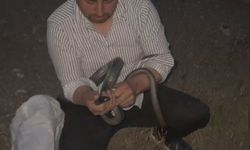 1 buçuk metrelik 2 yılanı saklandığı delikte yakaladı