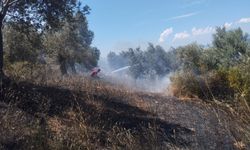 Burhaniye'de yangın: Havadan ve karadan müdahale sürüyor!