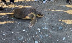 Tedavisi tamamlanan 3 deniz kaplumbağası yeniden denizle buluştu