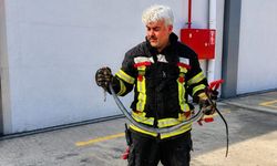 Sıcaklar geldi, çoğalan yılanlar ortaya çıktı!