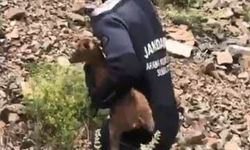 Kayıp ararken yavru keçiyi kurtardılar