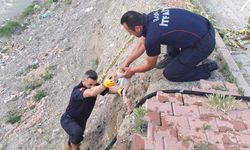 Çorum'da çaya düşen kediyi itfaiye kurtardı