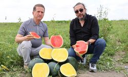 Bu da sarı karpuz: Hasat için gün sayıyor!