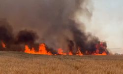 Tekirdağ'da 300 dönüm kül oldu