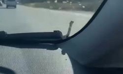 Seyir halindeki aracın kaputunda yılan paniği