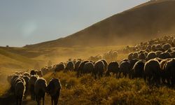 Tatvan'da yayla göçü büyüledi