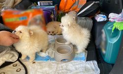 Kapıkule'de kaçak Pomeranian operasyonu