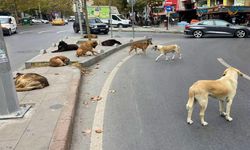 İçişleri Bakanı: Yılbaşına kadar sokaklarda tek bir tane kalmayacak!