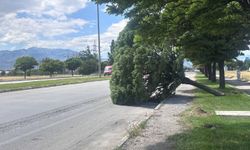 Erzincan'da şiddetli rüzgardan ağaçlar devrildi, çatılar uçtu