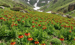 Hakkari Dağlarında ters lale güzelliği