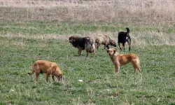 Sahipsiz köpeklerle ilgili CHP'li, AK Partili ve DEM Partili 3 belediye başkanı hakkında işlem