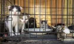 Vietnam’da kesime gönderilecek 400’den fazla kedi kurtarıldı