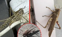 Polatlı’da dev etçil çekirgeler görüldü