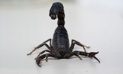 Akrepten gelen şifa