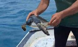 Çuvala dolanan caretta carettayı balıkçı kurtardı